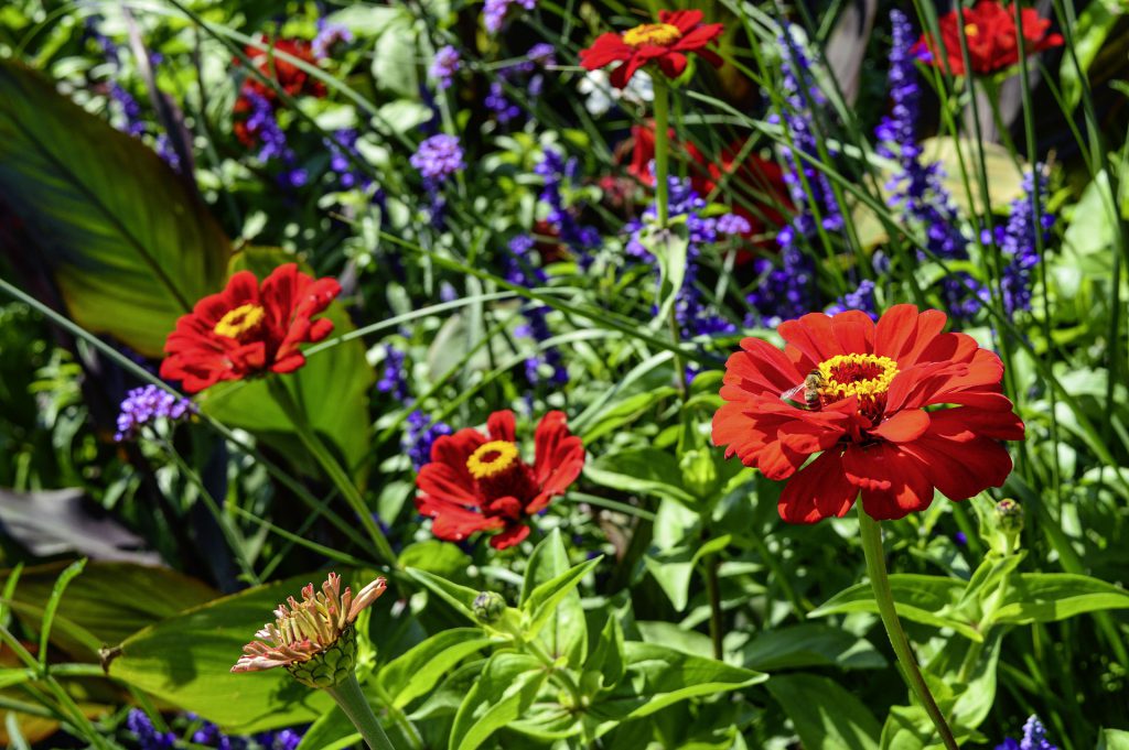 Blumenwiese mit Zinnie, Eisenkraut und Salbei