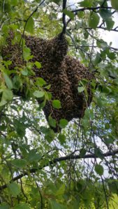 Bienenschwarm in Baum | C.Sluiter