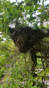 Bienenschwarm in einer Pergola | S. Gilg